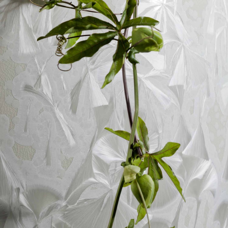 img2_va104249k100002_vase Grünpflanze schlängelt sich an geprägter, weißer Porzellanoberfläche empor. Fürstenberg Porzellan.